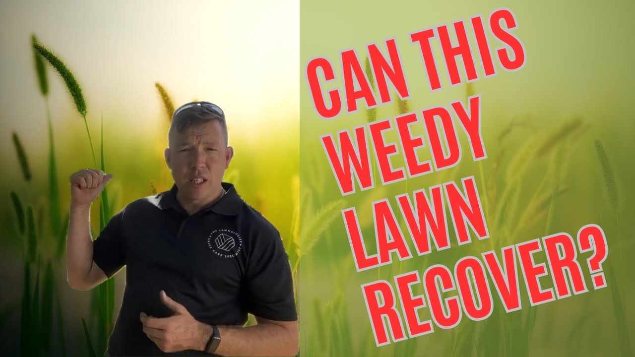 We renovated a lawn with LOTS OF WEEDS & ON TERRIBLE SOIL