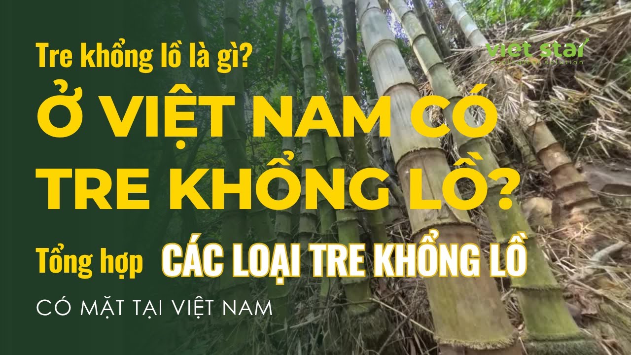 Tre khổng lồ Núi Cấm | Tre khổng lồ là gì? Ở Việt Nam có tre khổng lồ không? #vietstarbamboo