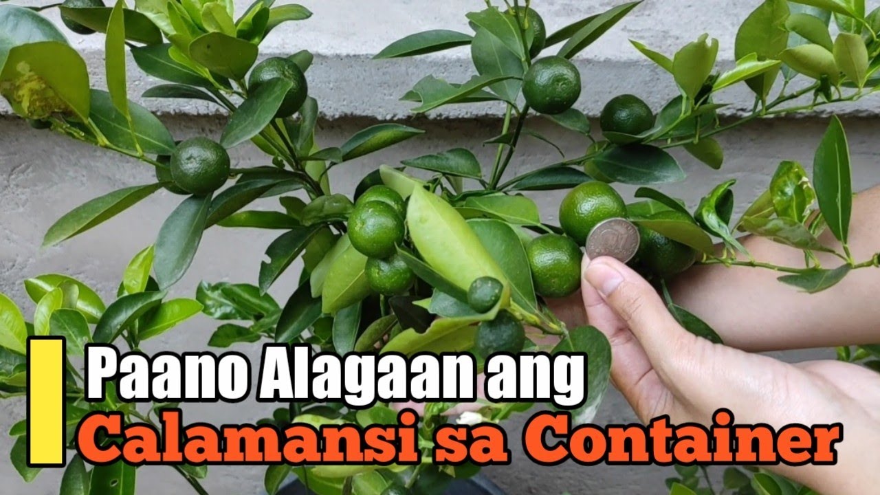 Paano Magtanim ng Calamansi
