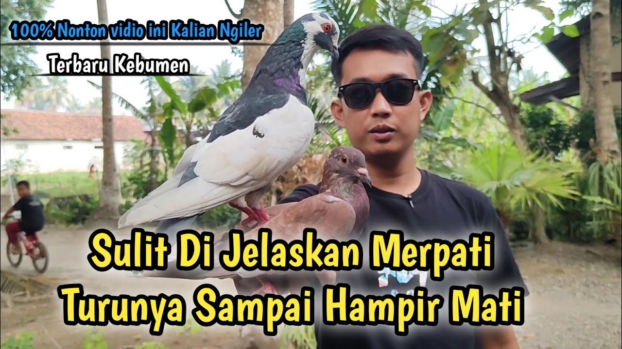 Penjual Merpati Los Dor‼️ini Burung Merpati Atau Peluru ⁉️