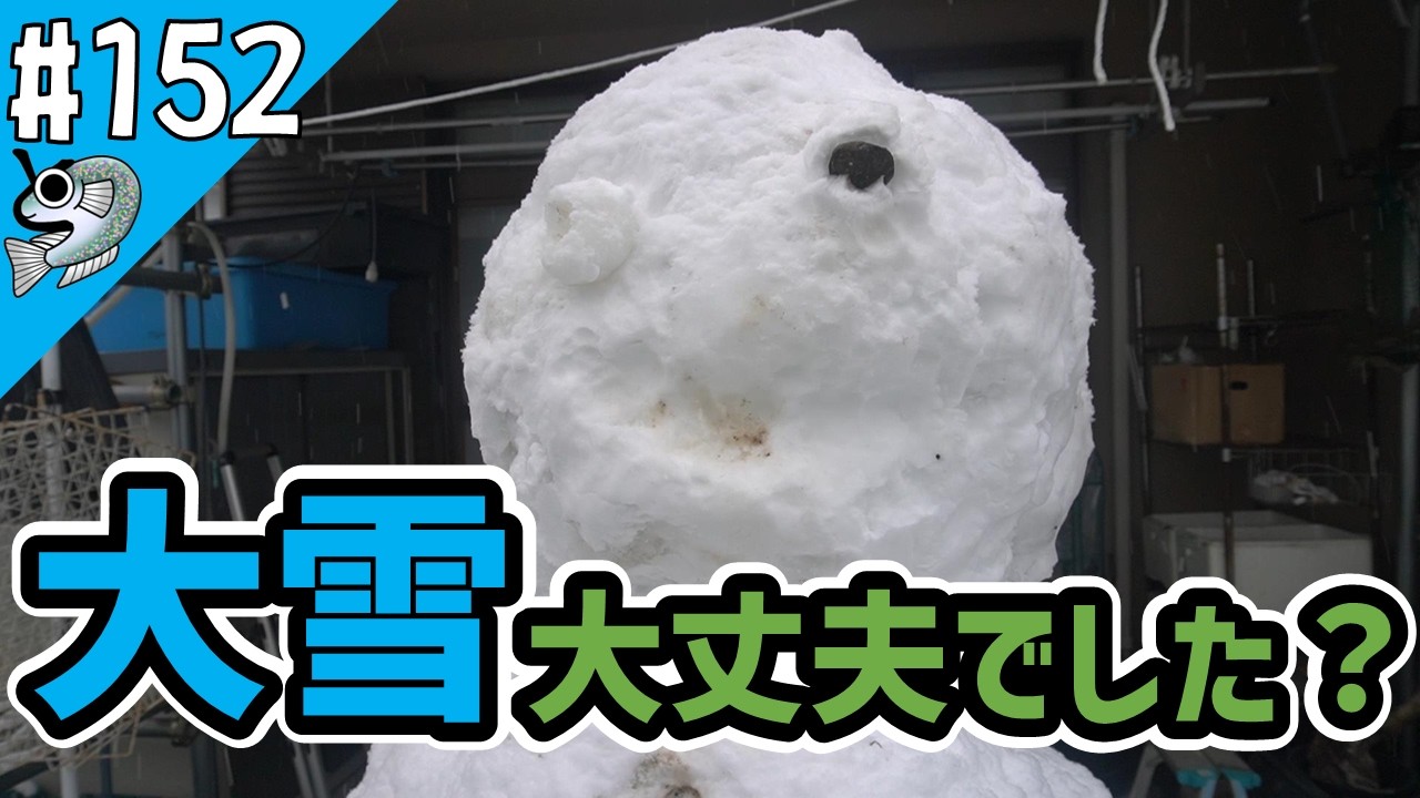 #152 久しぶりの大雪 Heavy snow【とびっこメダカ】【Medaka】20260208