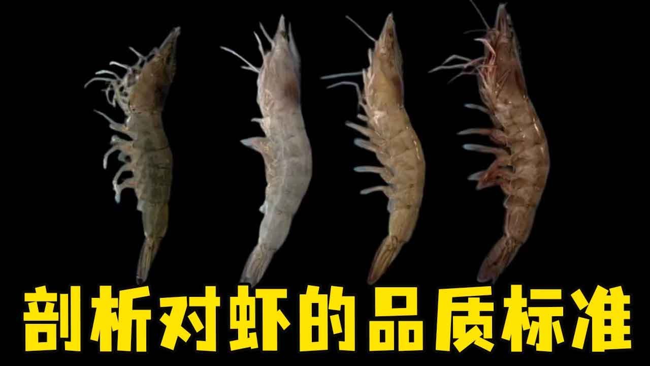 深度分析剖析对虾的品质标准，如何区分海水虾和淡水虾，看完之后你就明白了！【老郭美食】
