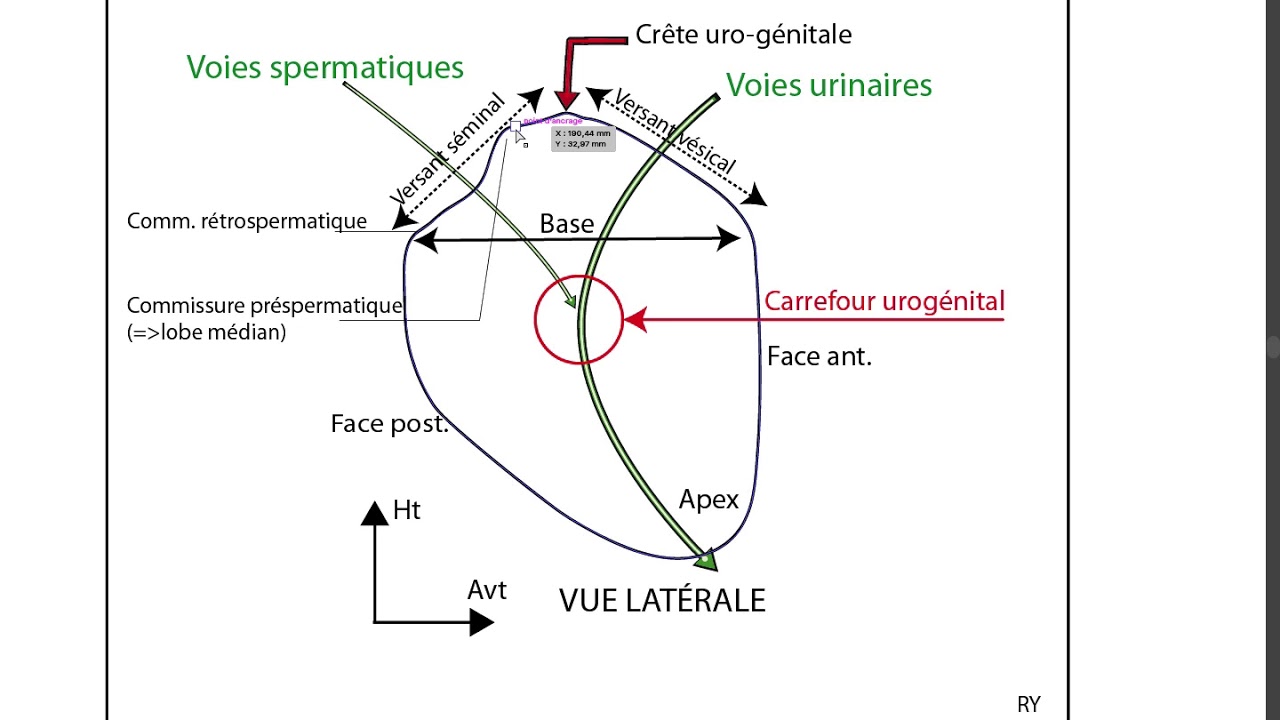 21 PROSTATE GÉNERALITES
