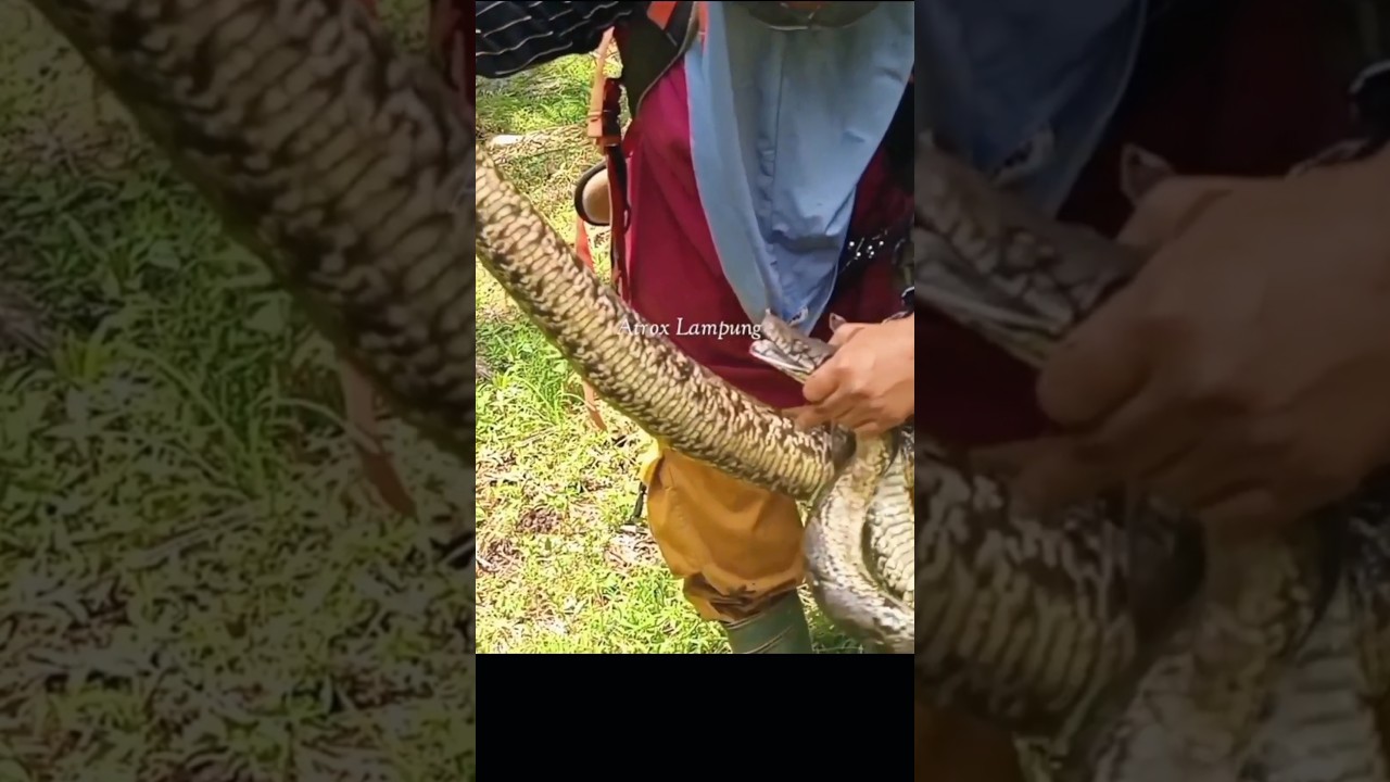 telur hampir keluar dari perut ular 