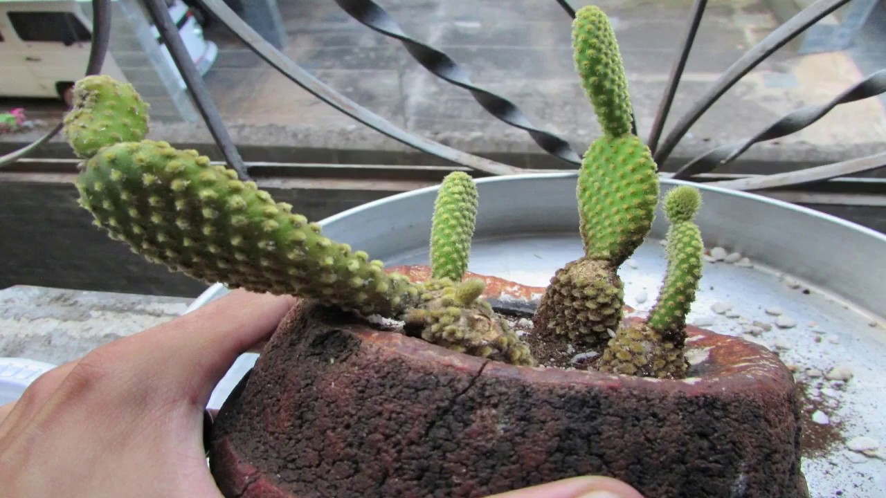 Pequenas pragas no CACTO-orelha-de-Mickey, o que fazer? 🌵 Parte 1
