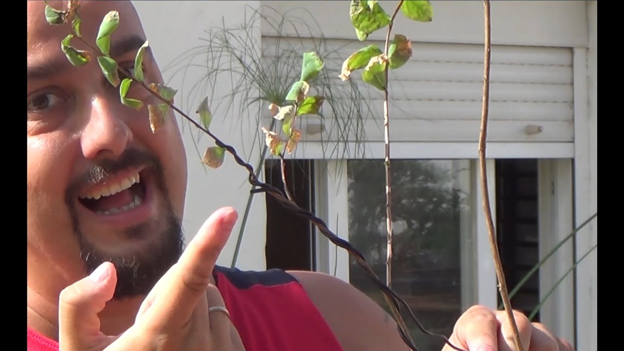 Estilo literati en Bonsai Zero Lagerstroemia Indica - Árbol de júpiter