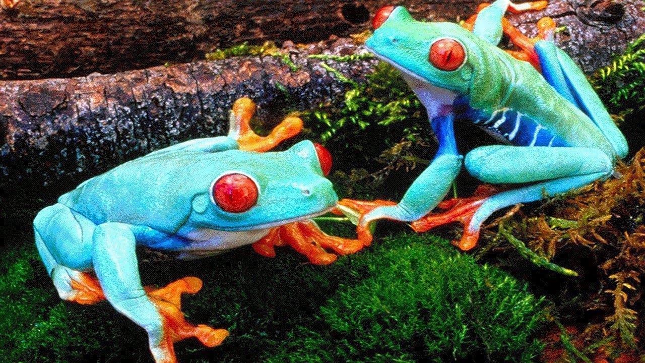 7 Grenouilles Les Plus Meurtriers Et Dangereuses Du Monde