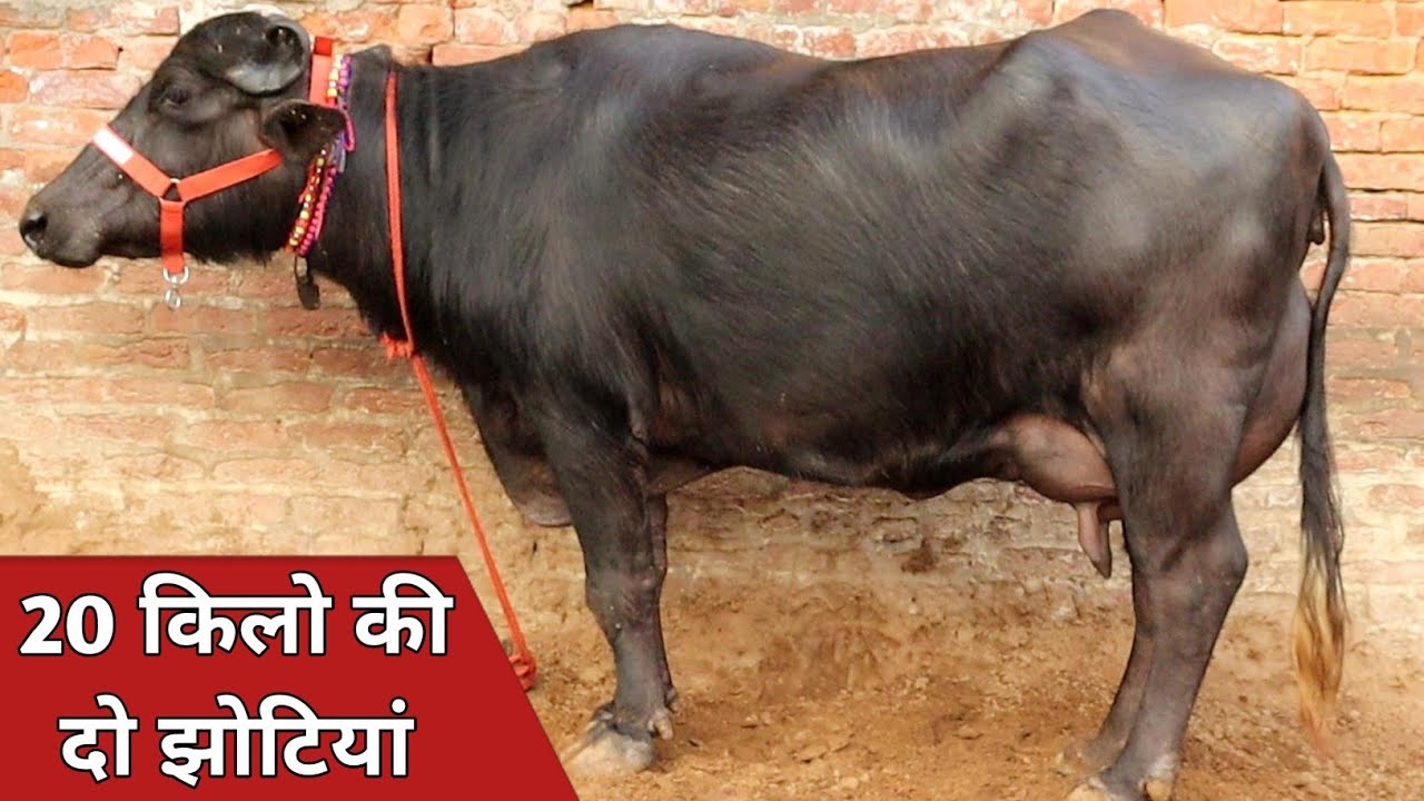 20 किलो की दो झोटियाँ, कांटे के तोल में बिक्री के लिए उपलब्ध || Sharma Dairy Farm (8685022015)
