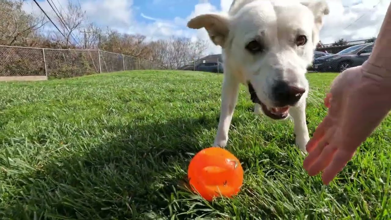 Bobby is waiting for his forever home at the Sequoia Humane Society of Eureka, CA!