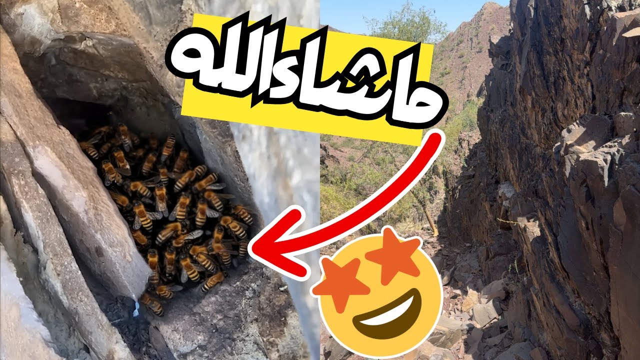 لقينا الخلايا مليانه نحل 🤩🐝