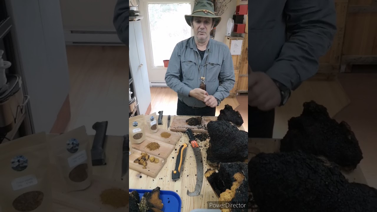 2 novembre 2021 comment traiter le chaga ( polypore oblique ) champignon sur bouleau blanc et jaune.