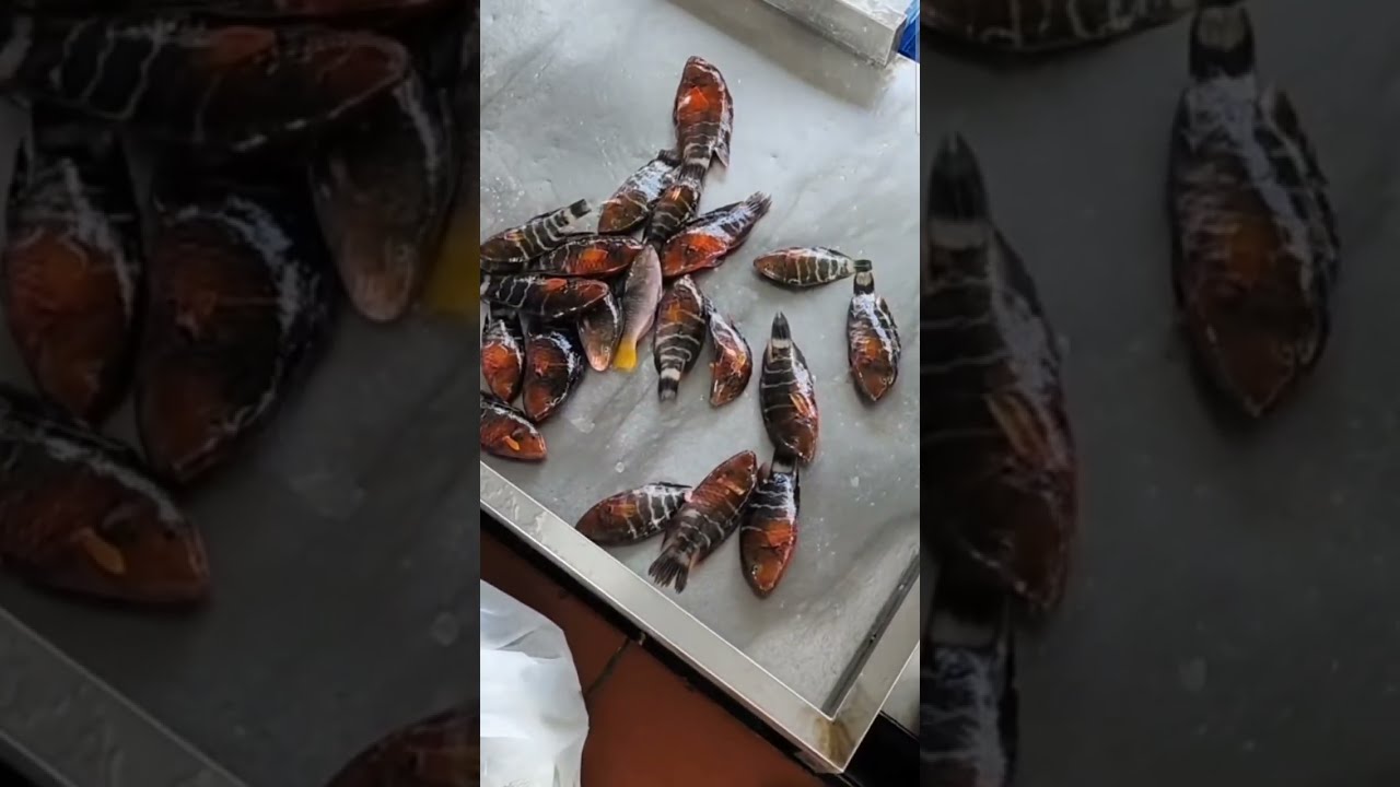 أفضل أنواع السمك للقلي والمشوي وأسعارها الحالية في السوق.
