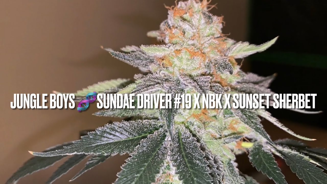 Jungle Boys🧬 Sundae Driver #19 x NBKx Sunset Sherbet