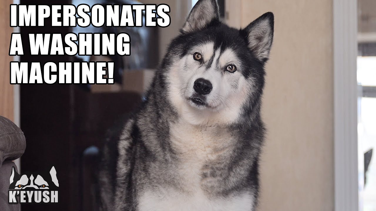 Weird Husky PERFECTLY Copies Washing Machine!