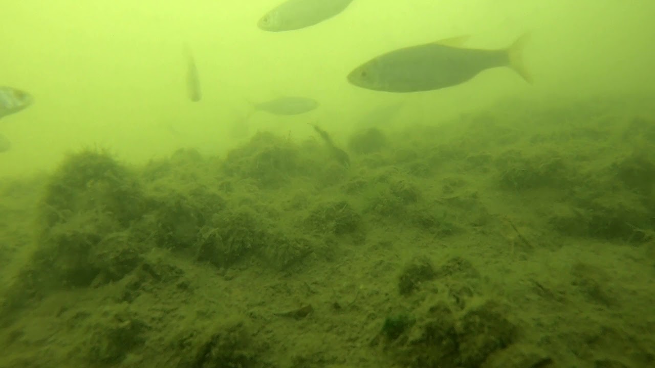 Fische im Rhein Herne Kanal Unterwasseraufnahme