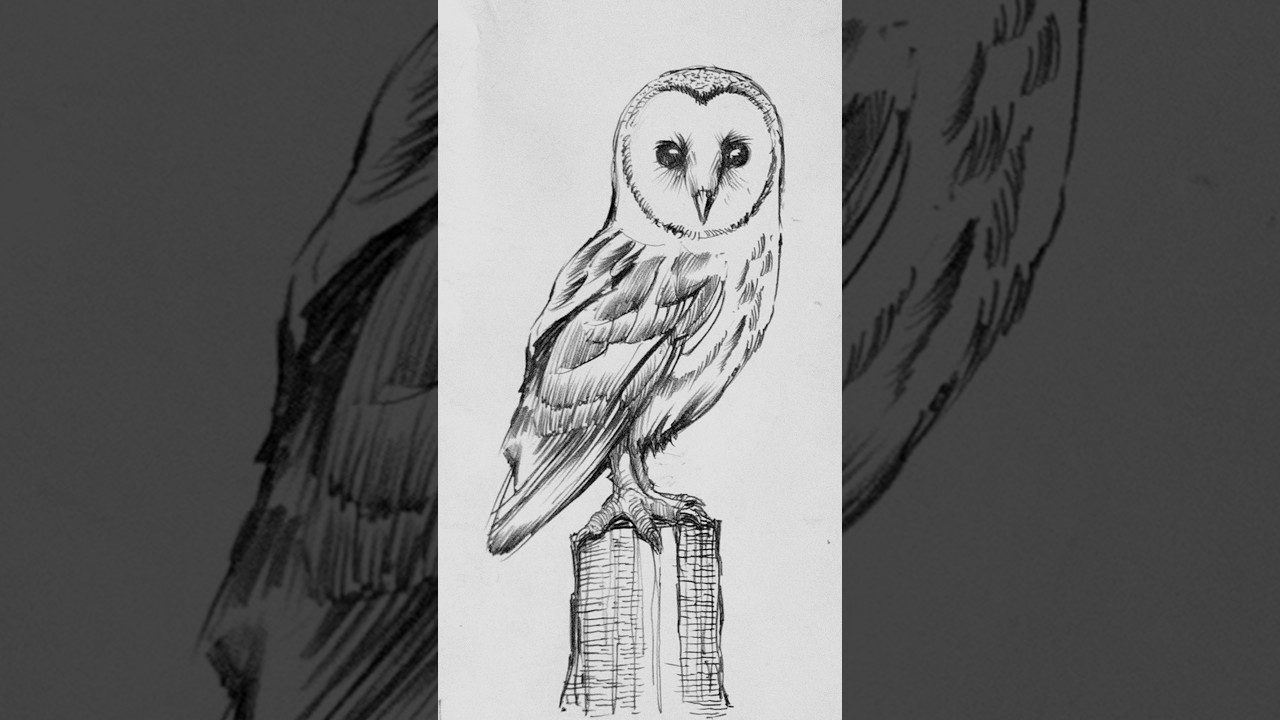 How to draw an owl
