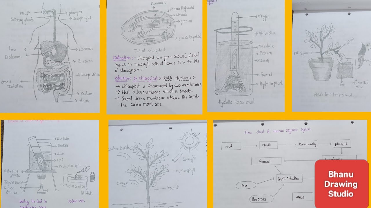 “Top 7 Biology Experiments & Diagrams for Class 10 | Handwritten Notes for Board Exams”l Board exam 