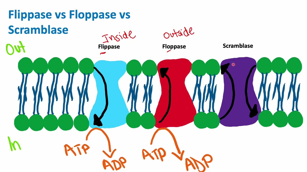 Flippase vs Floppase vs Scramblase | Cell Biology | Biology