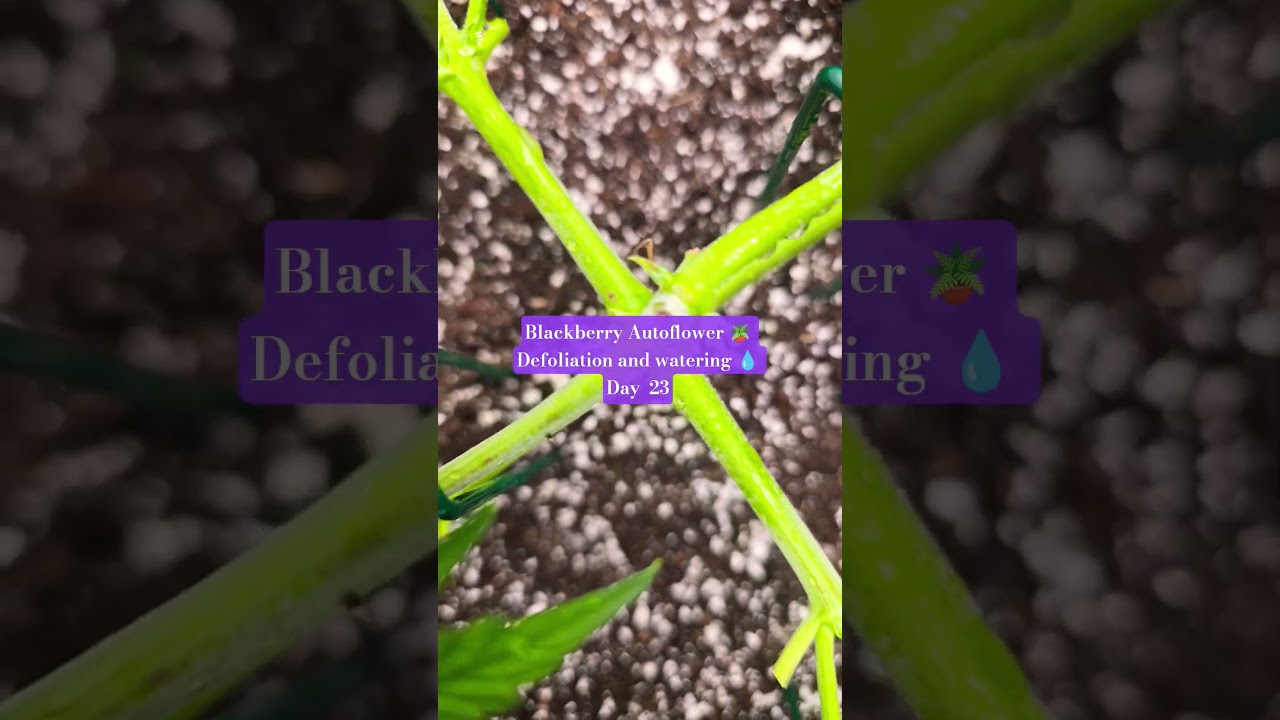 Blackberry Autoflower day 23  #autoflowergrow #cannabiscommunity #spiderfarmerled #beginnergrower