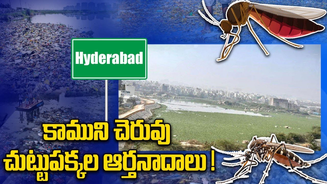 రాత్రి 7 దాటితే గుండెల్లో దడ… బయటకి అడుగేయాలంటేనే భయం | Kamuni Cheruvu | Mosquito Crisis  | Oneindia