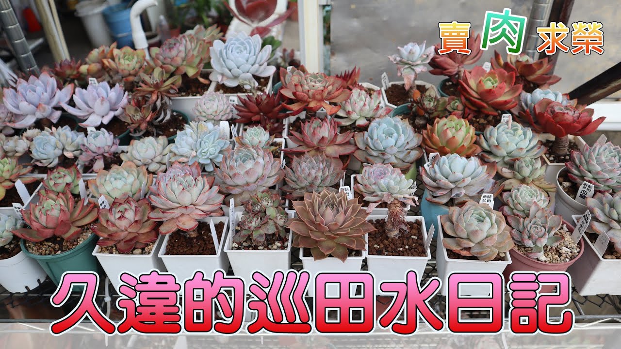 【賣肉求榮】Vol.171 多肉觀察日記．趁著請假在家抓時間拍隻巡田水~