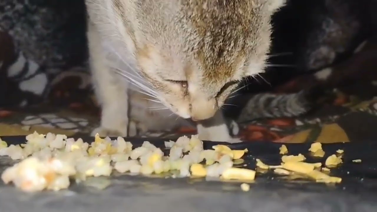 Mommy cat eating her favourite food// tasty food //yummy 😋 🐈🍛🍚🍳#asmr #asmreating 