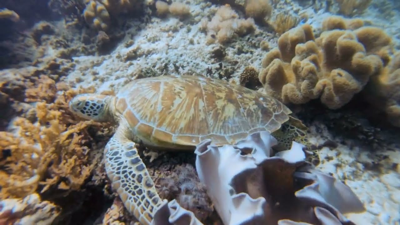 Scuba diving at Mantigue island, PH
