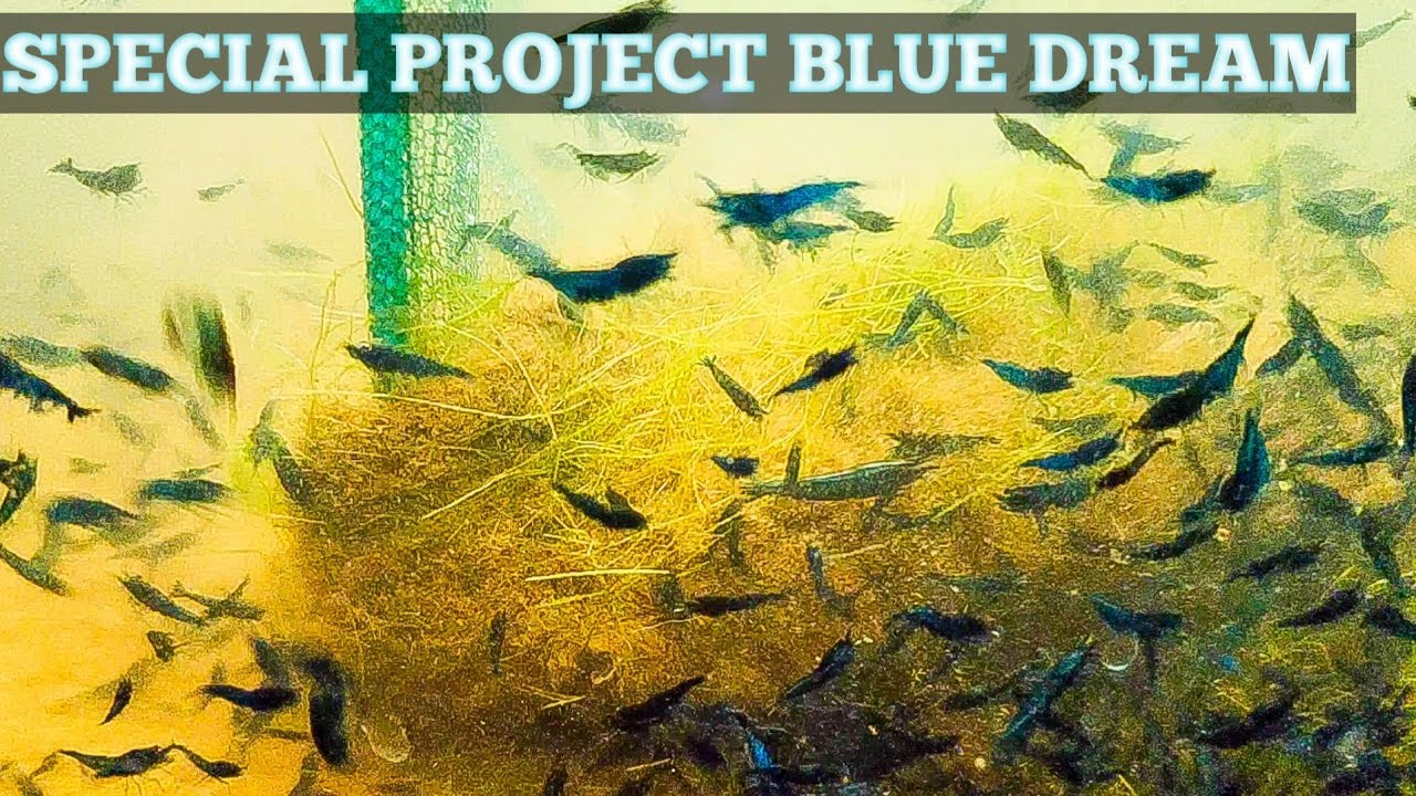 Breeding Blue Dream Shrimp SPECIAL Breeding Project