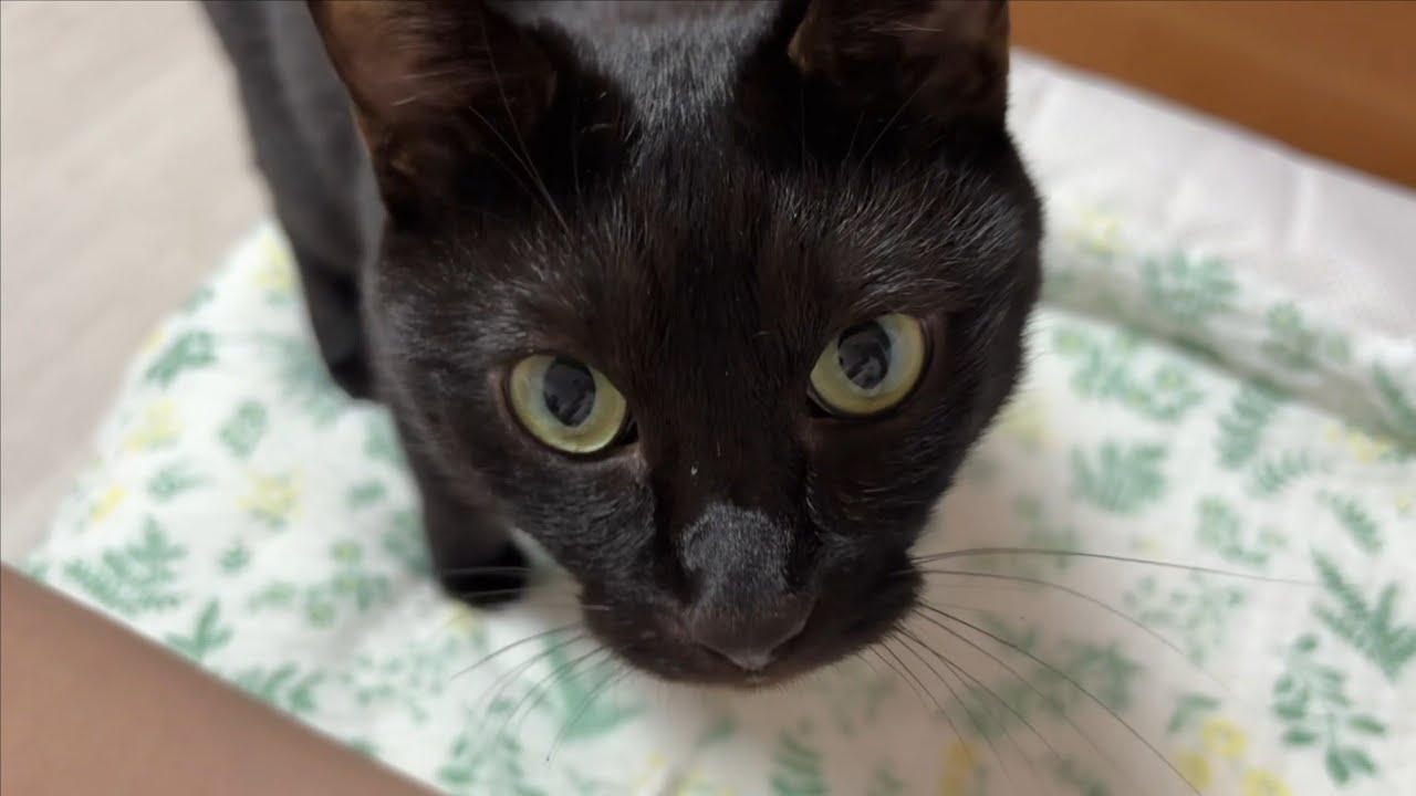 집사 품에 안겨서 자는 4살 아기고양이 (=^･ω･^=) | VLOG 고양이 브이로그 🐈‍⬛