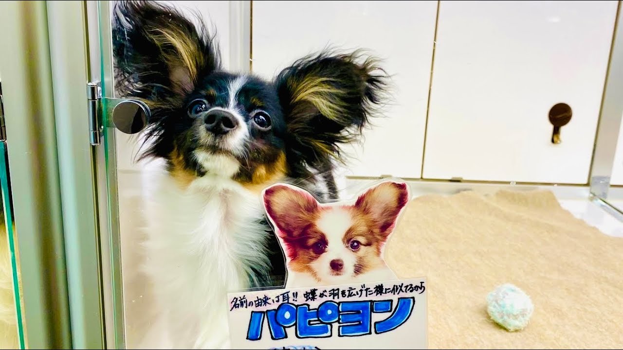 【お迎え初日】生後5か月の売れ残りパピヨンの子犬をお迎えしたら可愛すぎて悶絶【初投稿】
