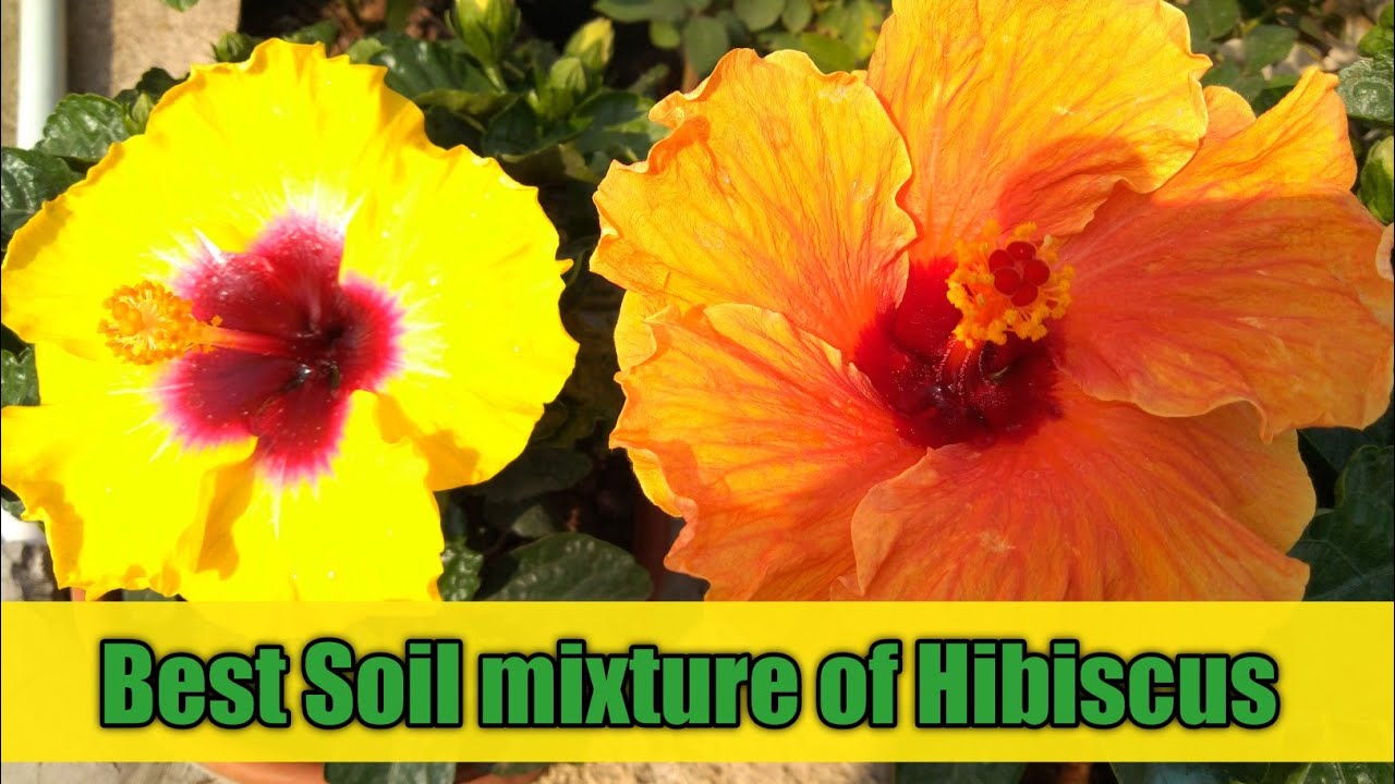 How to grow hybrid Hibiscus flower plant || Best Soil mix for hybrid Hibiscus flower plant ||