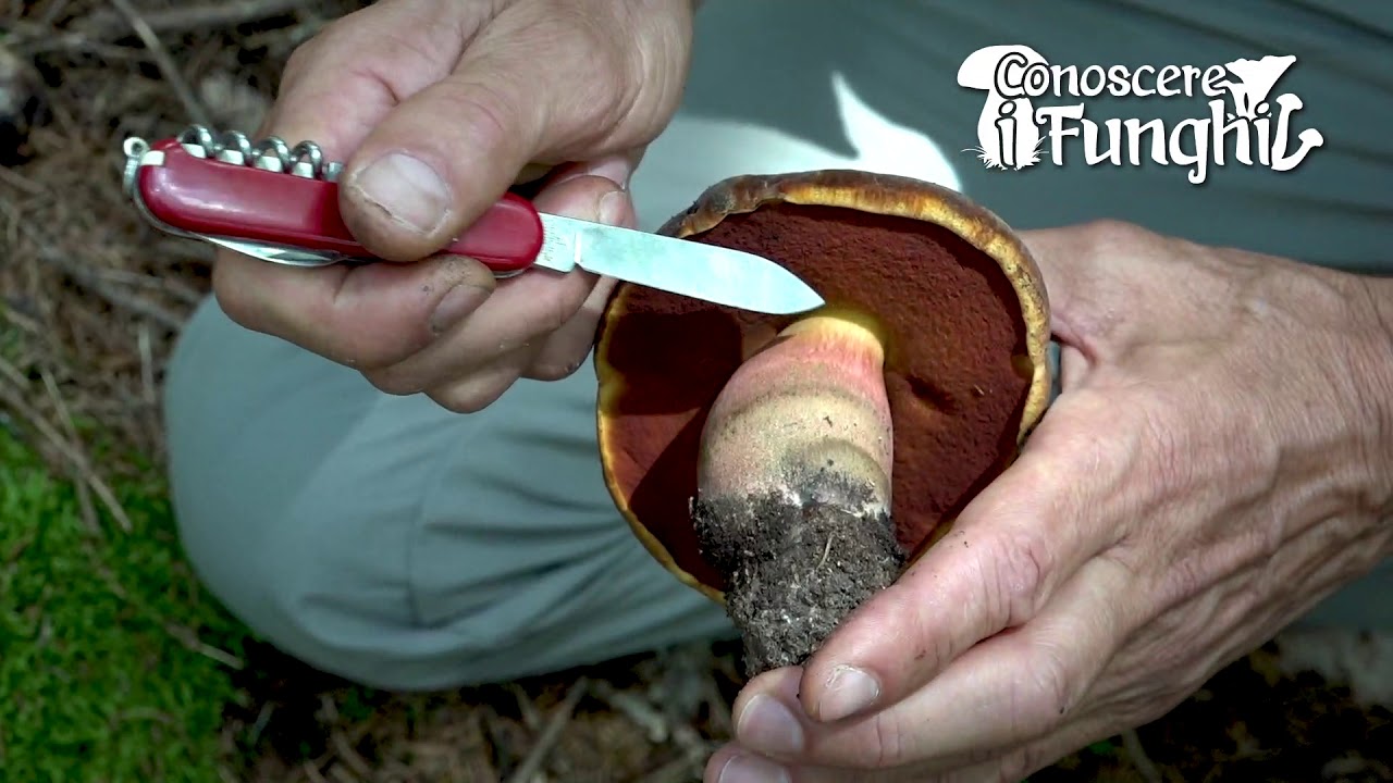 Conoscere i Funghi: Boletus erythropus [ COMMESTIBILE ]