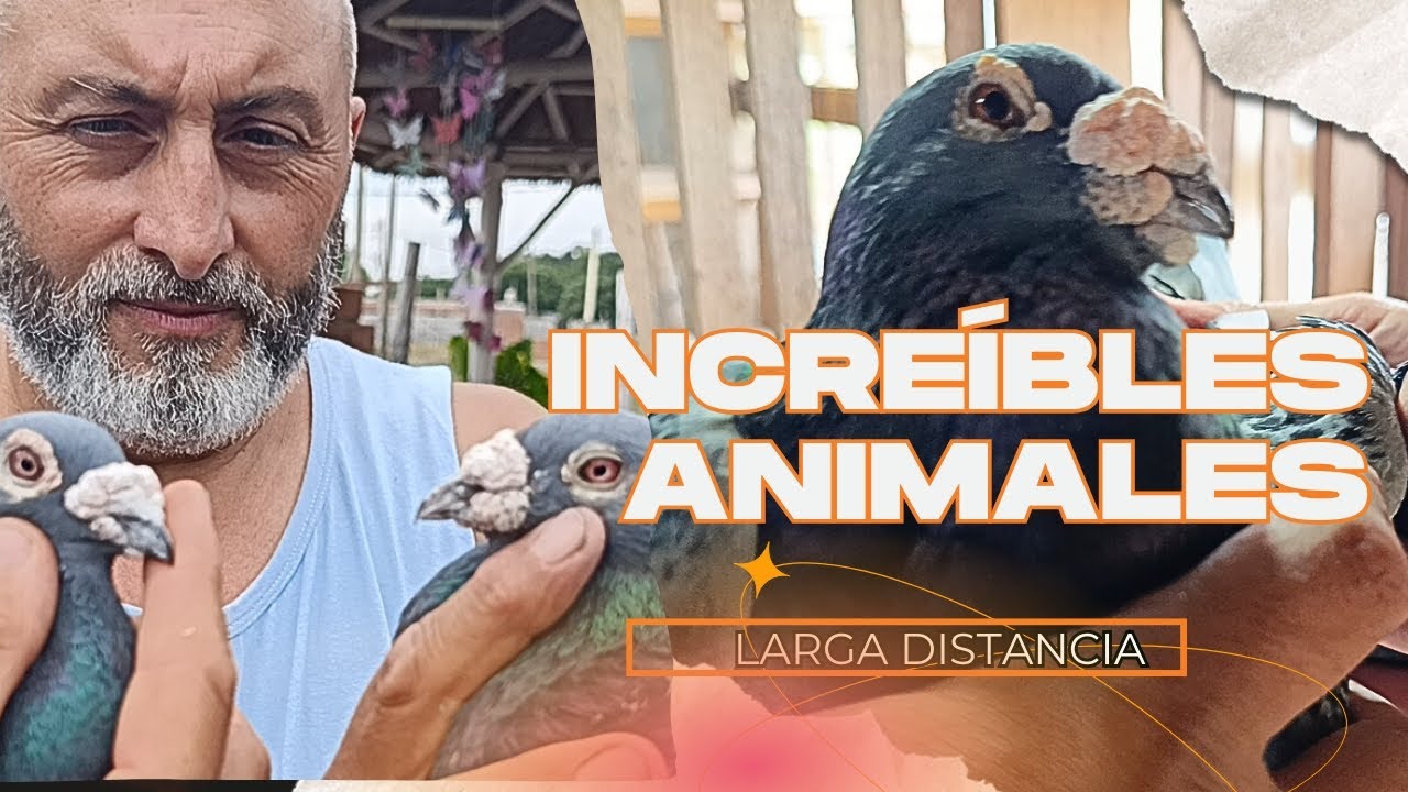 PALOMAS MENSAJERAS. Palomas de larga distancia, LÍNEA ANTIGUA!! Oscar Torres Parte 2
