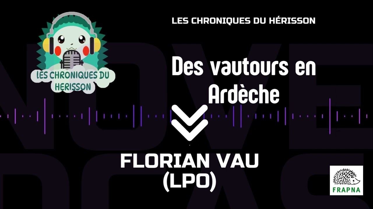 Florian Vau : des vautours en Ardèche - Chroniques du Hérisson 2024-2025 e2