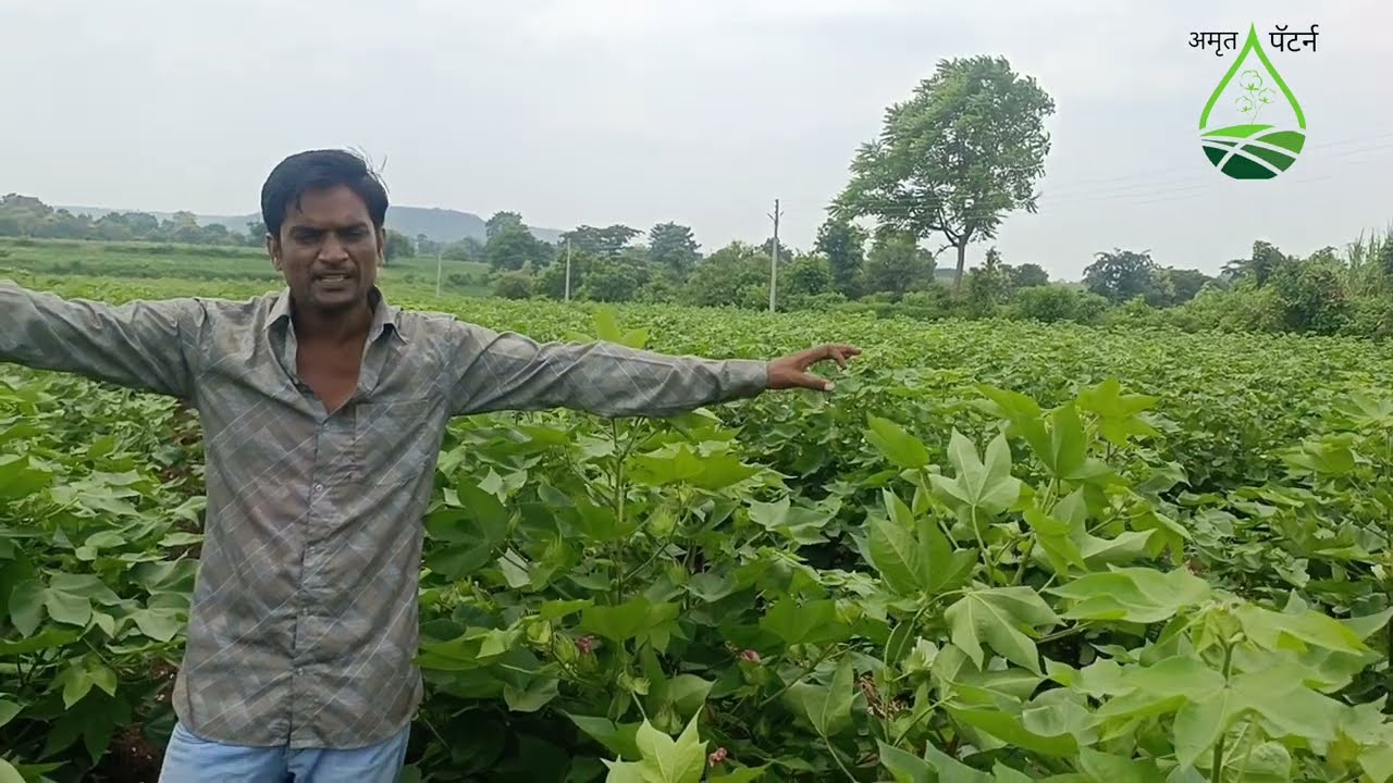 पाणी नाही कापूस लाल पडतो खत व्यवस्थापन पाते गळ कापूस दाबनी 5 मिनिट वेळ काढून बघा