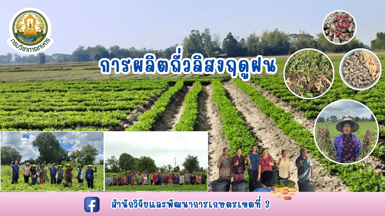 ยกระดับคุณภาพการผลิตถั่วลิสงฤดูฝน #ถั่วลิสง #เกษตรก้าวไกลกับสวพ.3