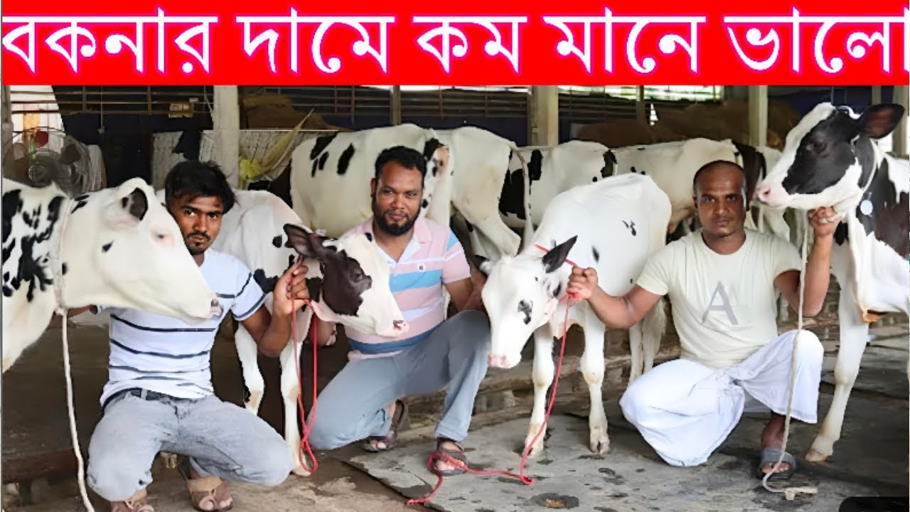 বকনার দামে কম মানে ভালো I লটে সেরা ফ্রিজিয়ান বকনা বাছুরের দাম I রশিদ ডেইরি ফার্ম