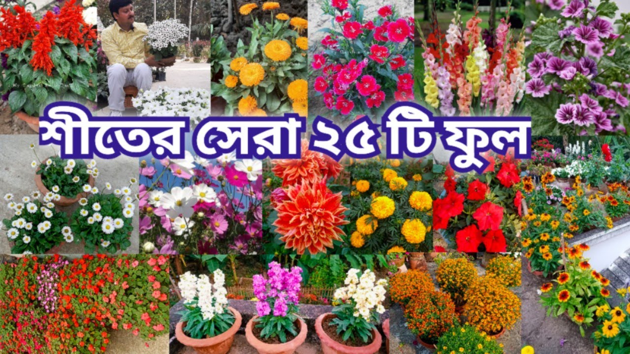 শীতের বাগানে কোন ফুলগুলো করবেন || এই ফুলগুলোর নাম আপনি কি জানেন? My Garden Raju Paul