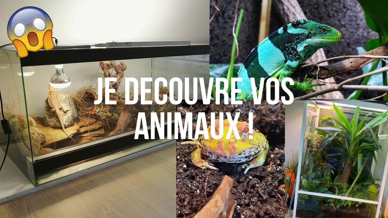 JE DECOUVRE VOS ANIMAUX ET VOS INSTALLATIONS ! - Vidéo des 2 ans de la chaîne