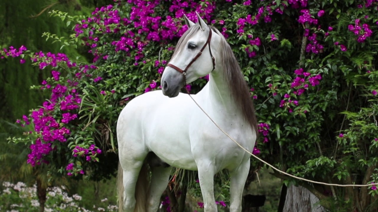 YEGUADA BOHEMIA  CUMPLE MEDIO SIGLO CRIANDO CABALLOS PURA RAZA ESPAÑOLA