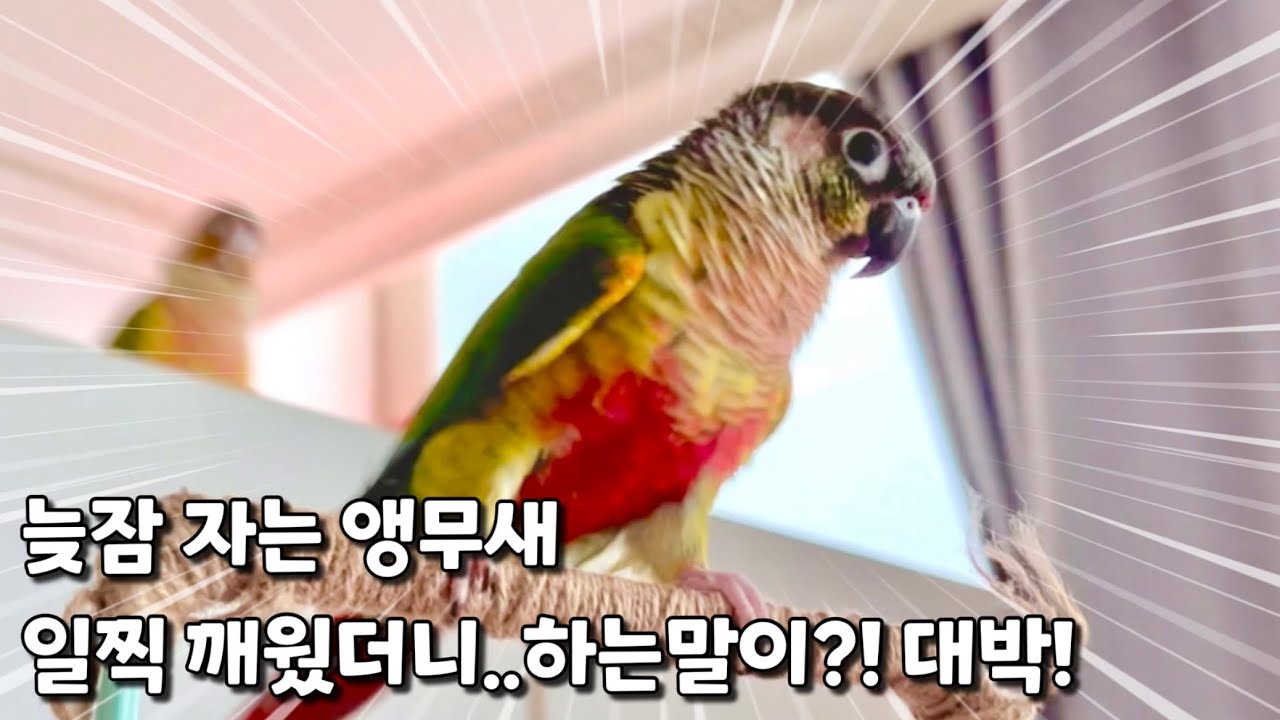 늦잠 자는 앵무새 자꾸 말시켜 깨웠더니 투정부리며 하는말이?대박! #말하는코뉴어앵무#뚱이