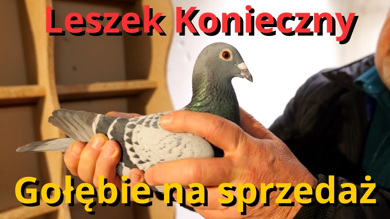 LESZEK KONIECZNY - GOŁĘBIE NA SPRZEDAŻ