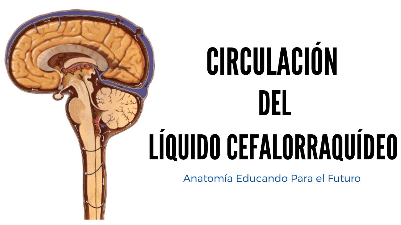 Circulación del Líquido Cefalorraquídeo (LCR)
