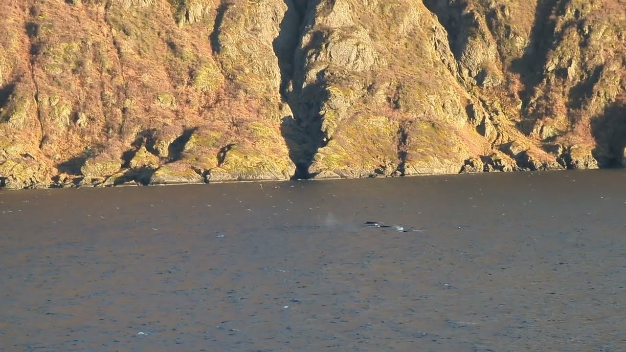 Pod of Orca Whales bubble hunting