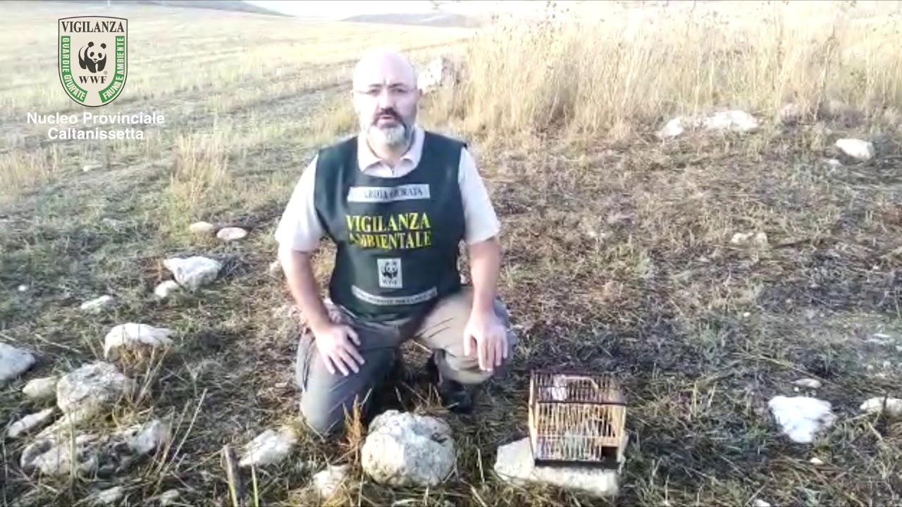 Cardellino liberato dalle Guardie giurate WWF di Caltanissetta – Operazione anti-uccellagione
