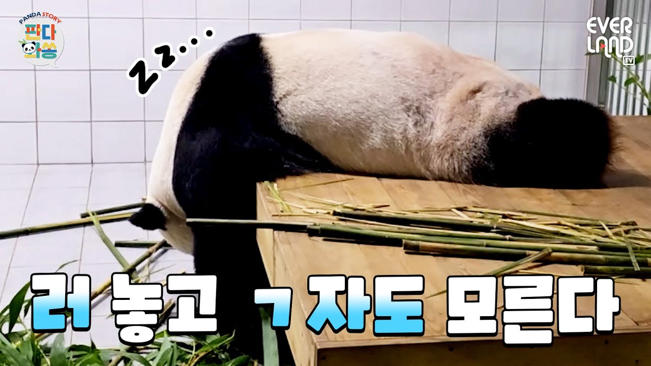 [ENG]자면서도 한글을 사랑하는 러바오와 사랑가득 바오패밀리💚 | #판다와쏭 #172