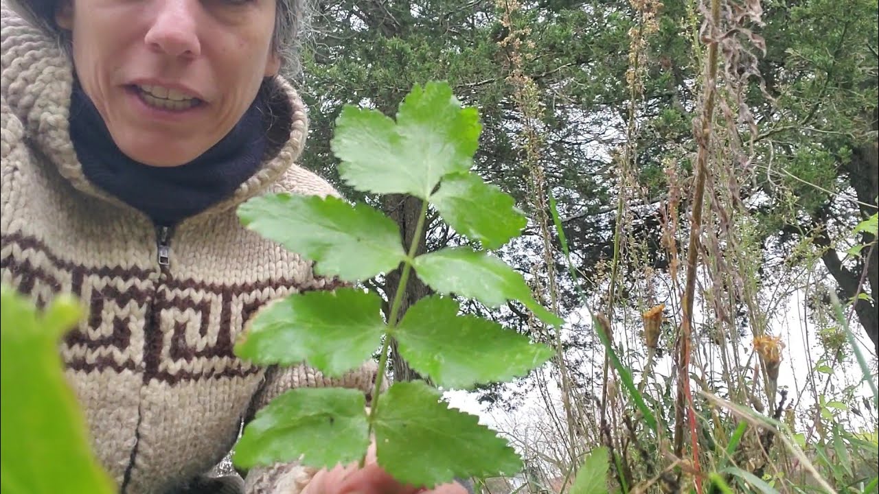 Harvesting Wild Parsnip