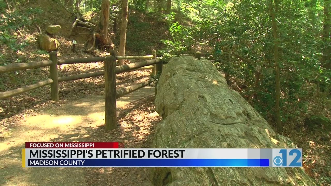 Focused on Mississippi: Mississippi’s Petrified Forest