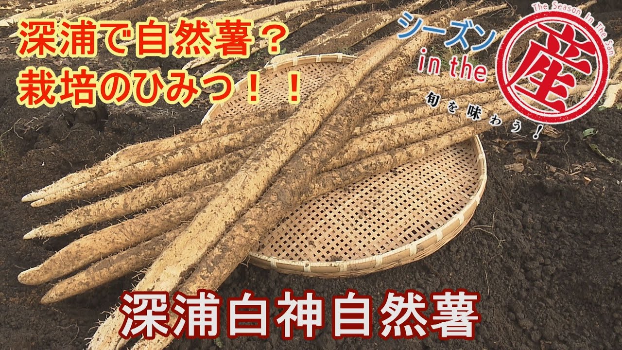 シーズンinthe産「深浦白神自然薯」【深浦で自然薯？育て方のひみつ！！】Vol.59