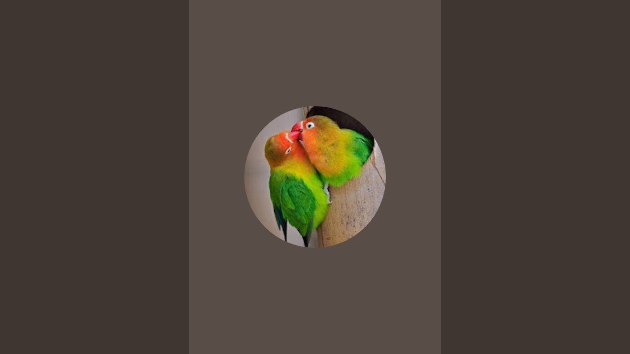 Saleh Muhammad Bird's Wale is live!